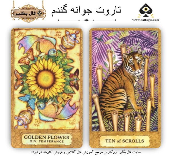 تاروت جوانه گندم