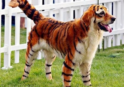 تعبیر خواب حصار