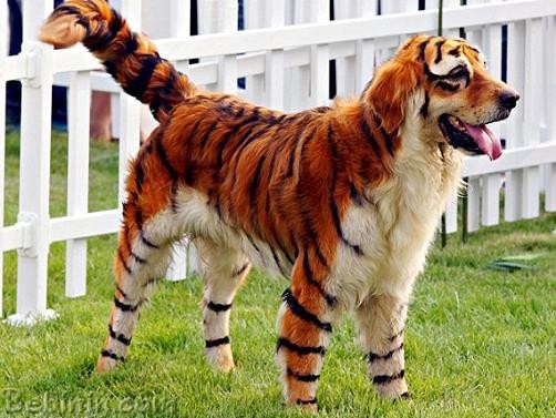 تعبیر خواب حصار