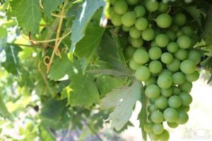 تعبیر خواب قور باغه