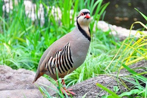 تعبیر خواب کبک