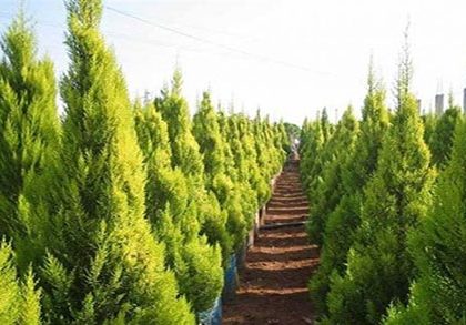 تعبیر خواب کاج