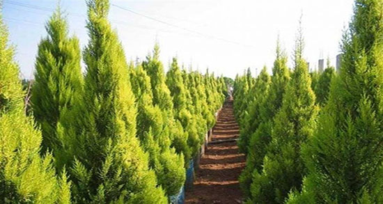 تعبیر خواب کاج