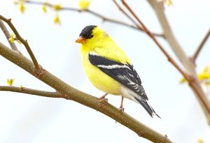 تعبیر خواب قناری