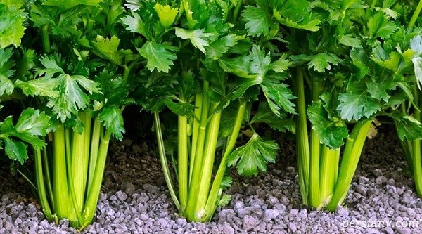 تعبیر خواب کرفس