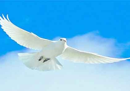 تعبیر خواب کبوتر